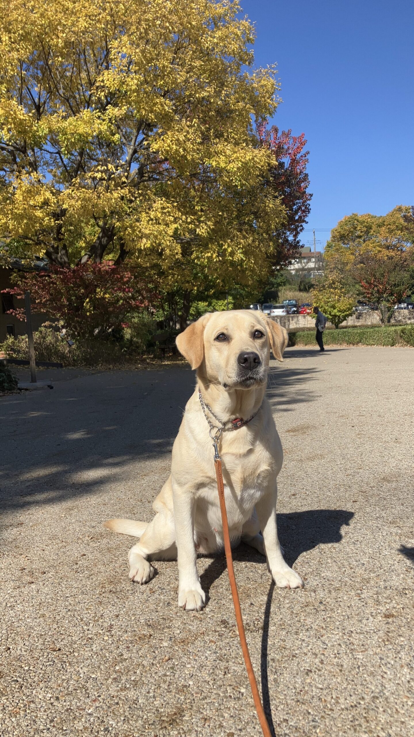 犬のしつけ教室　くえすと　開校しました！