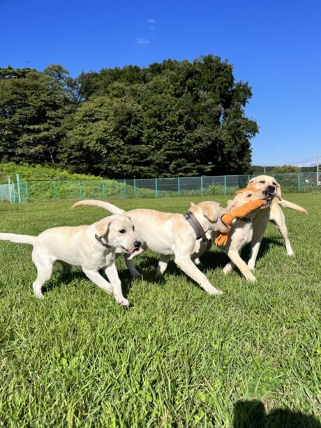 横浜市の犬のしつけ教室 くえすと