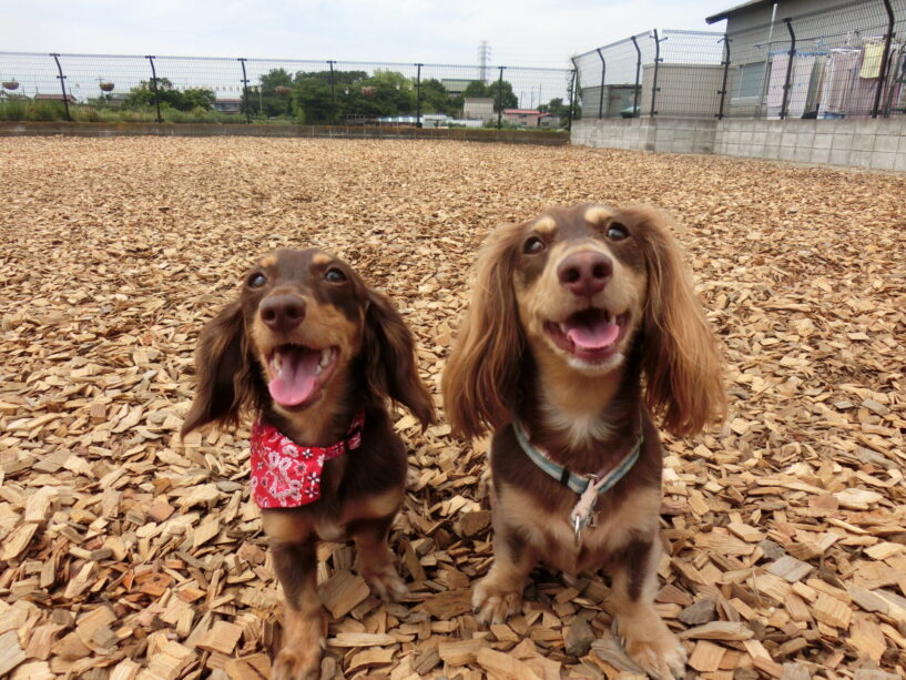 横浜市の犬のしつけ教室 くえすと