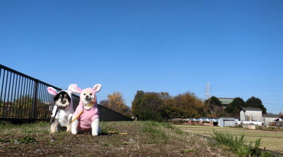 横浜市の犬のしつけ教室 くえすと