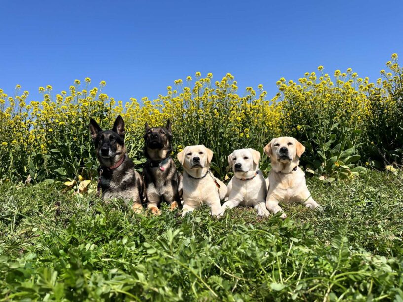 横浜市の犬のしつけ教室 くえすと