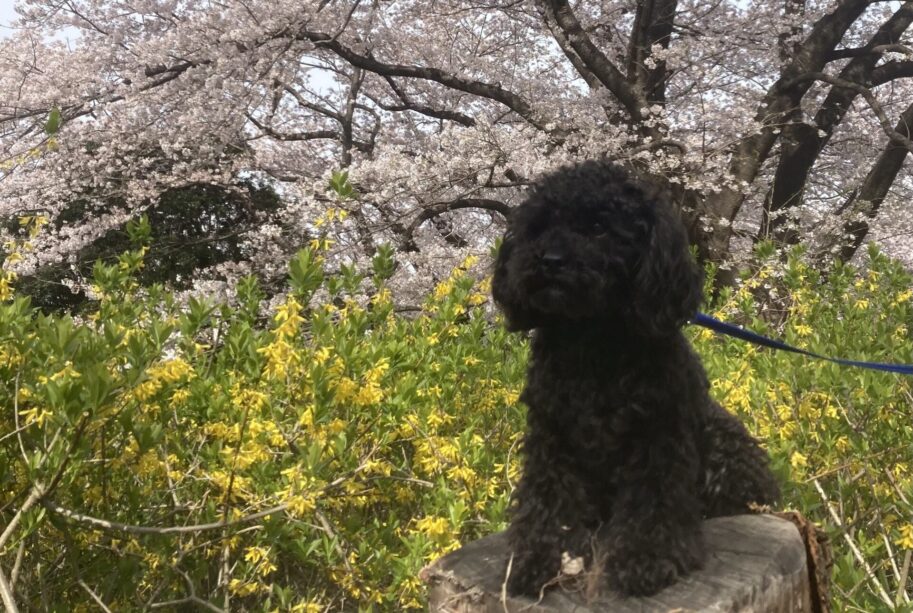 横浜市の犬のしつけ教室 くえすと