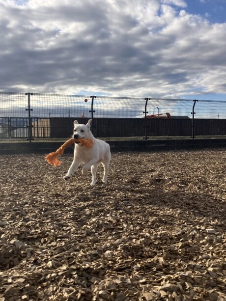 横浜市の犬のしつけ教室 くえすと