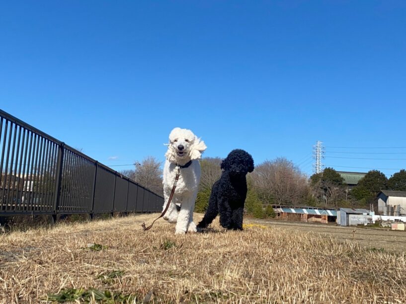 横浜市の犬のしつけ教室 くえすと