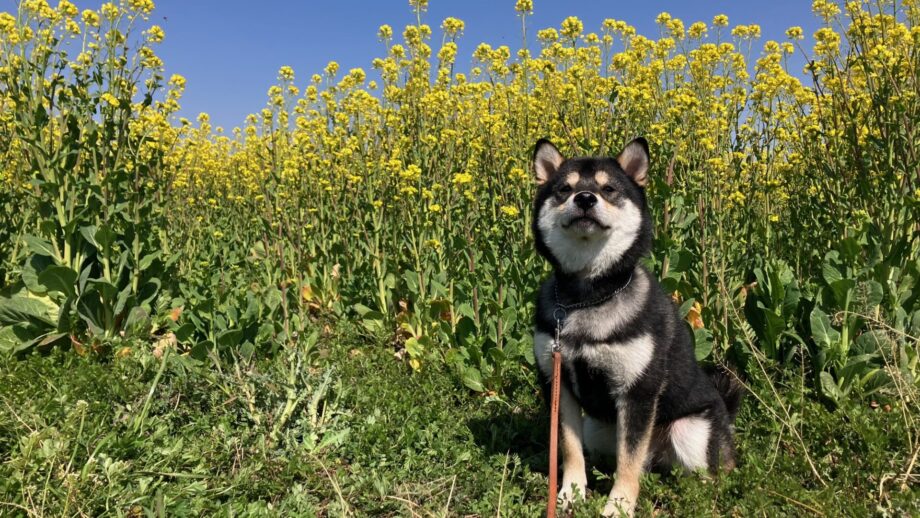 横浜市の犬のしつけ教室 くえすと