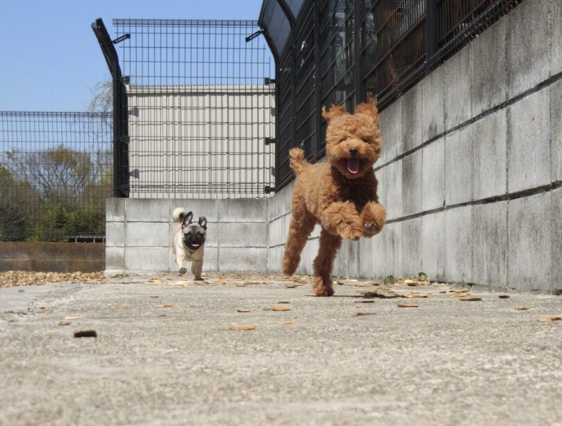 横浜市の犬のしつけ教室 くえすと