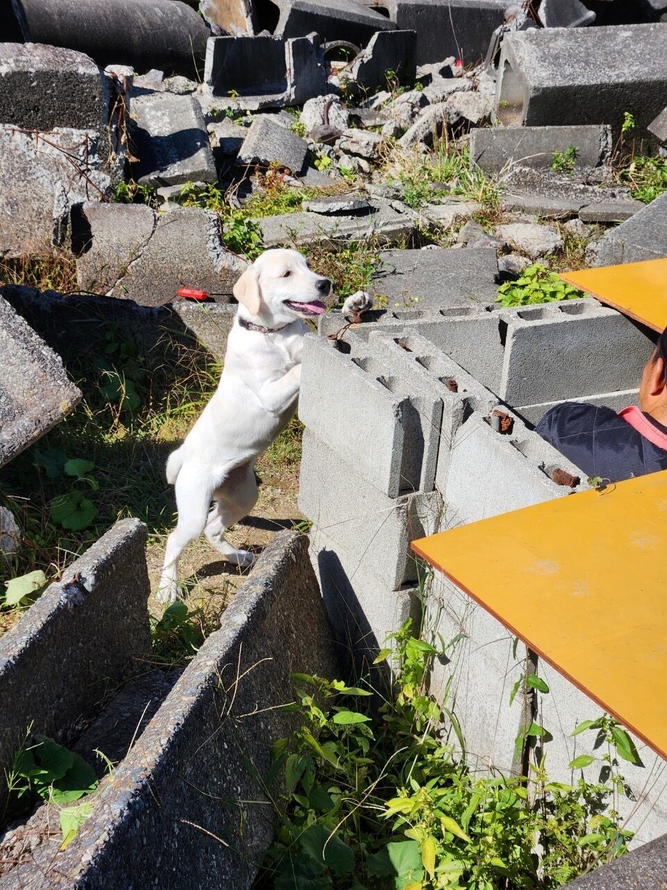 目指せ！災害救助犬