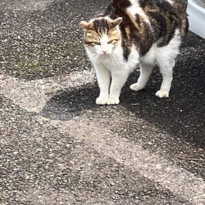 近所の猫　こはく警戒