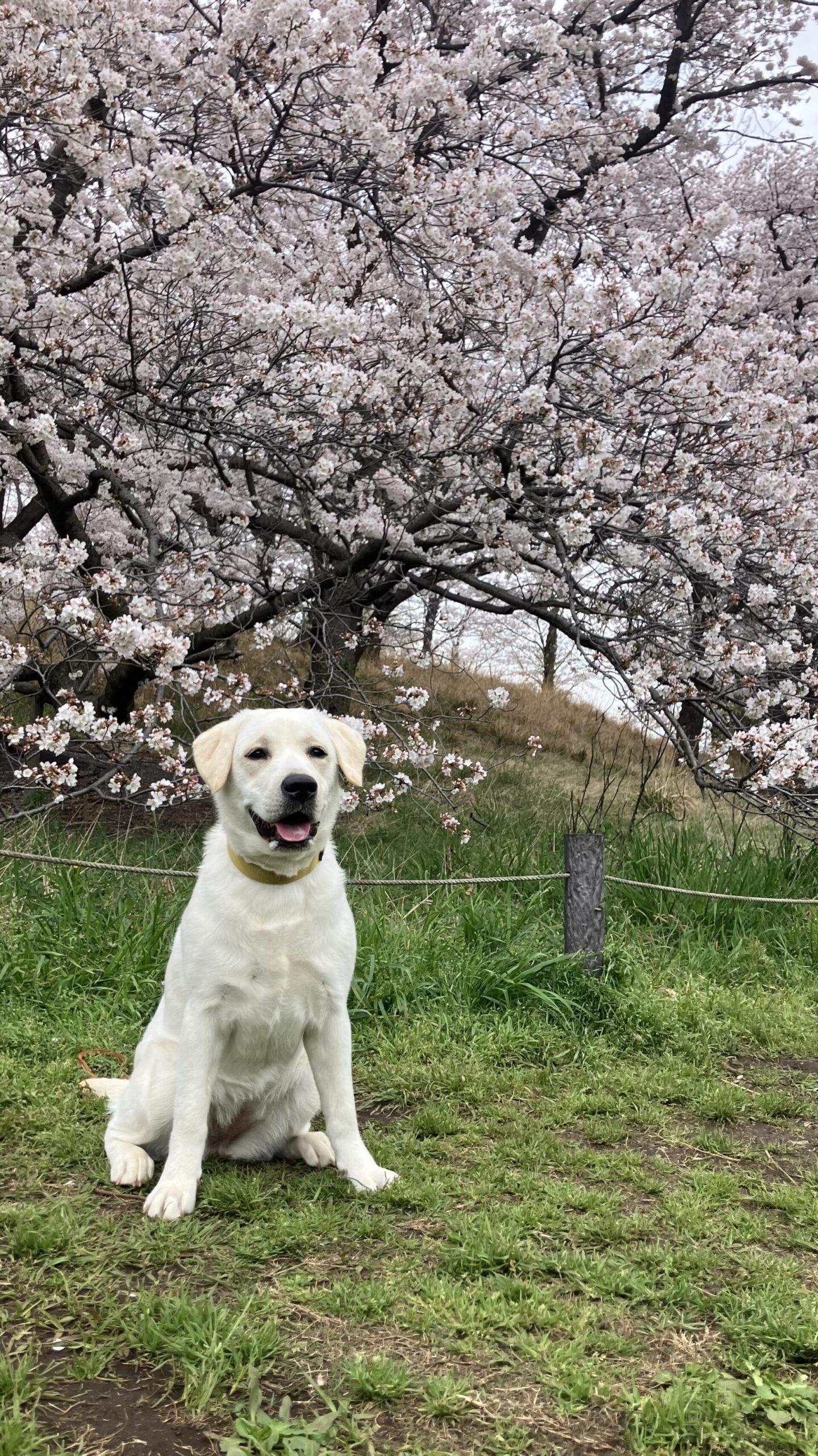 お花見