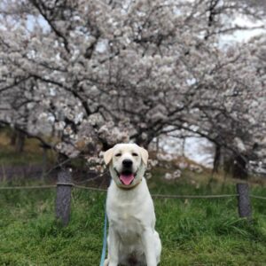 こはく　根岸森林公園にて