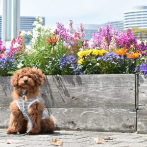 トイプー　リクくん　臨港パークにて