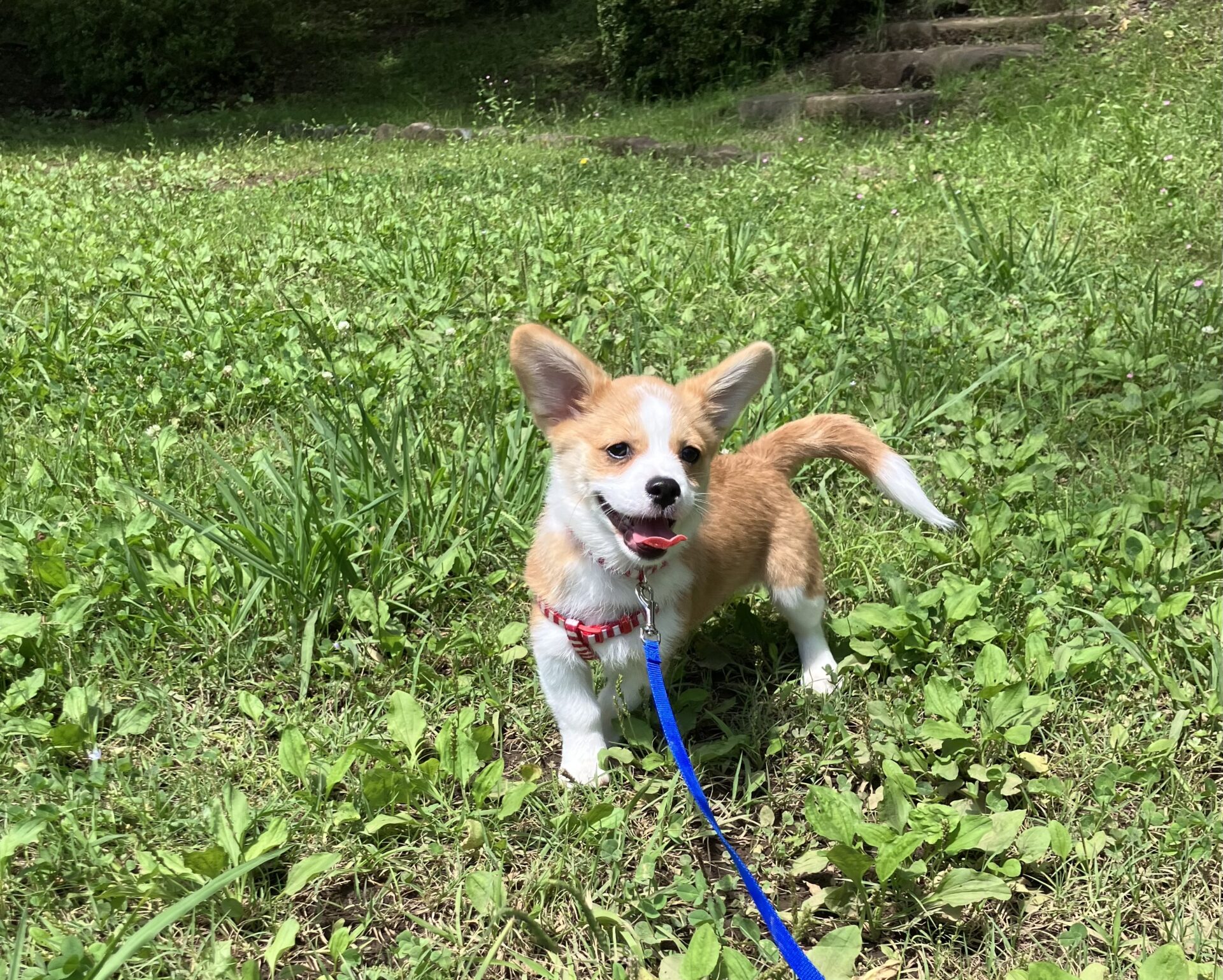 ミックス犬のポンくん