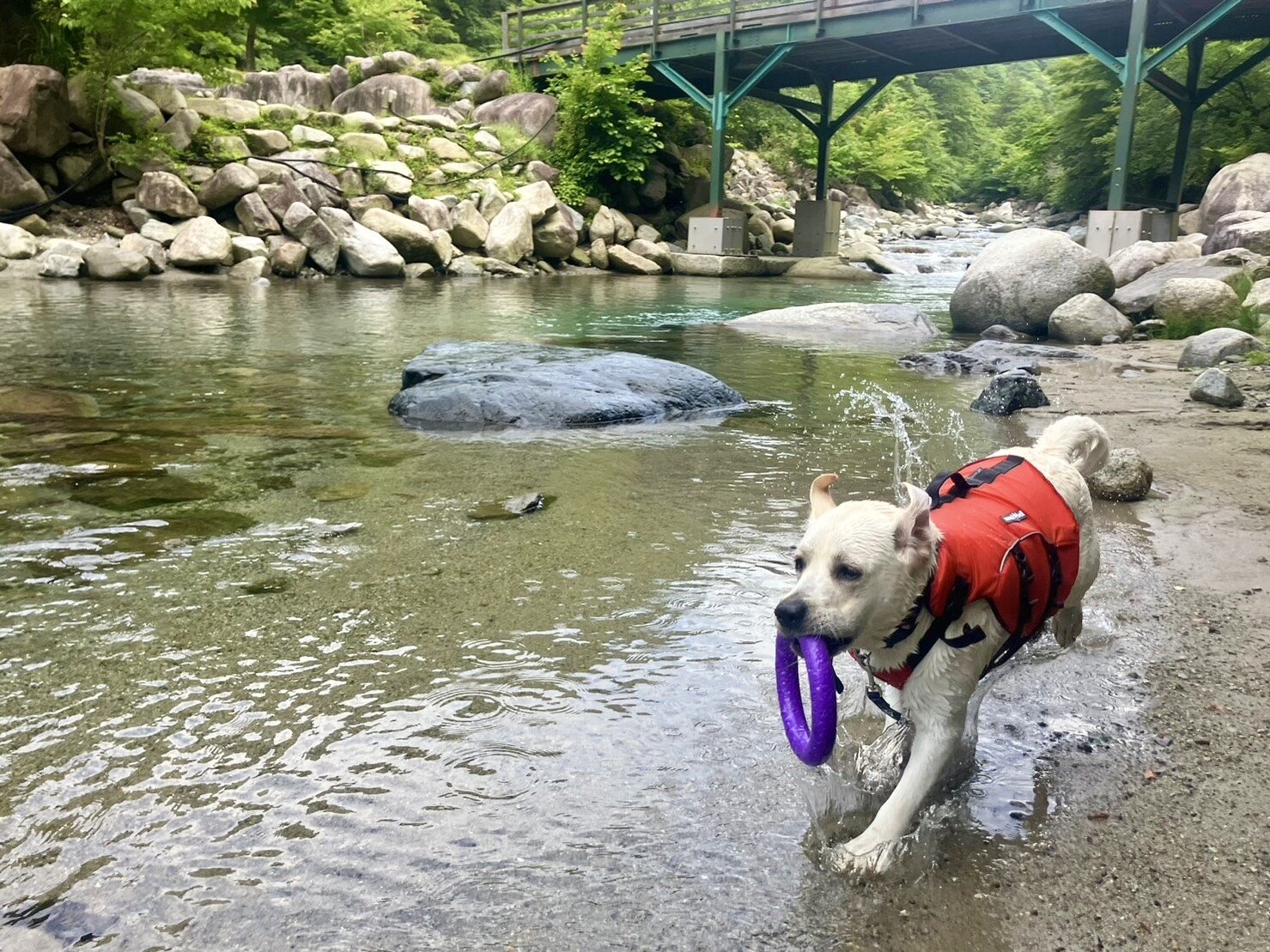 ワン連れキャンプ🏕️