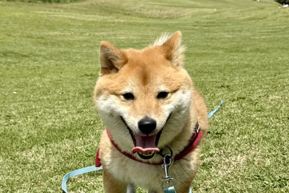 柴犬のゆずくん