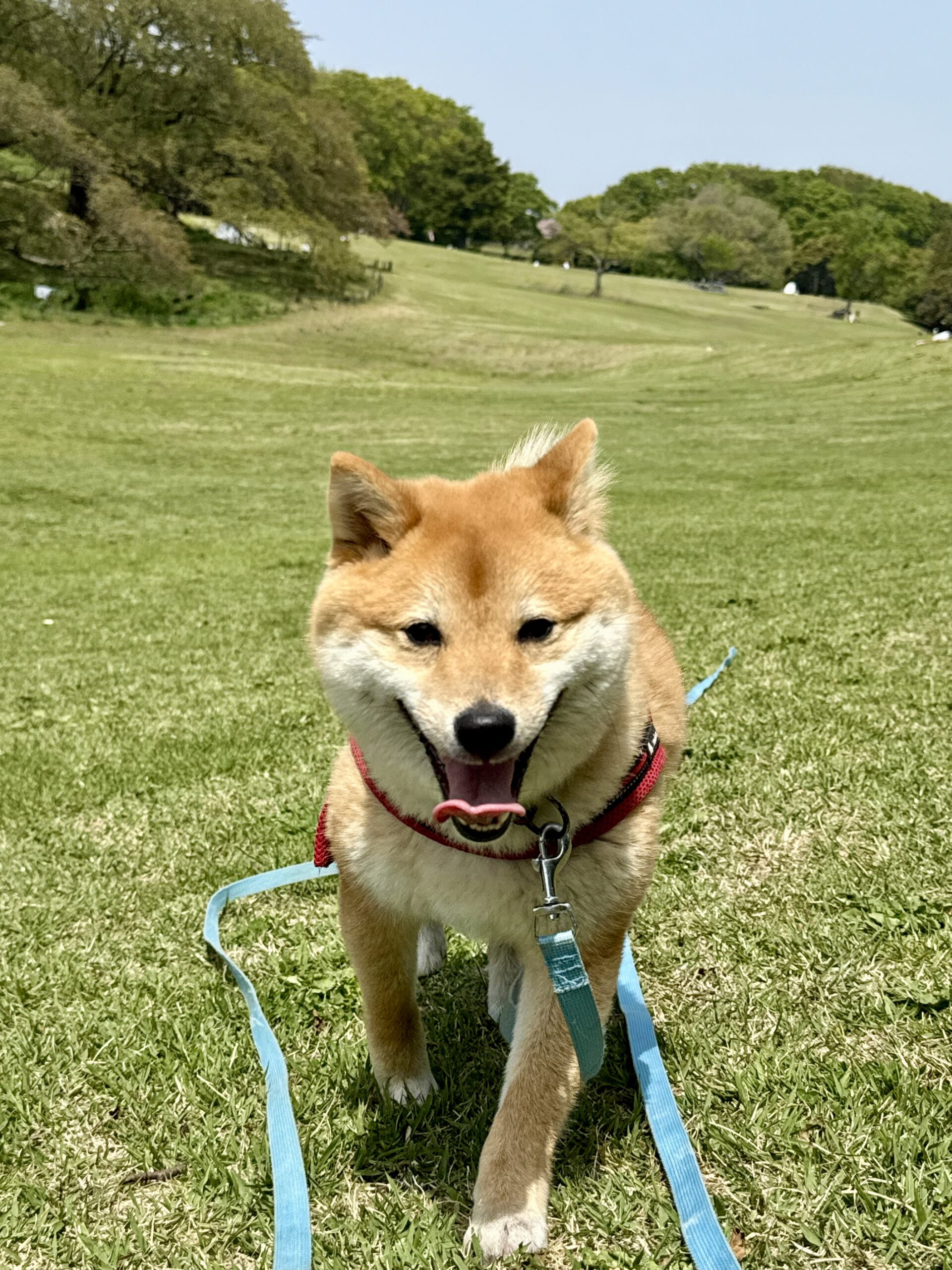 柴犬のゆずくん