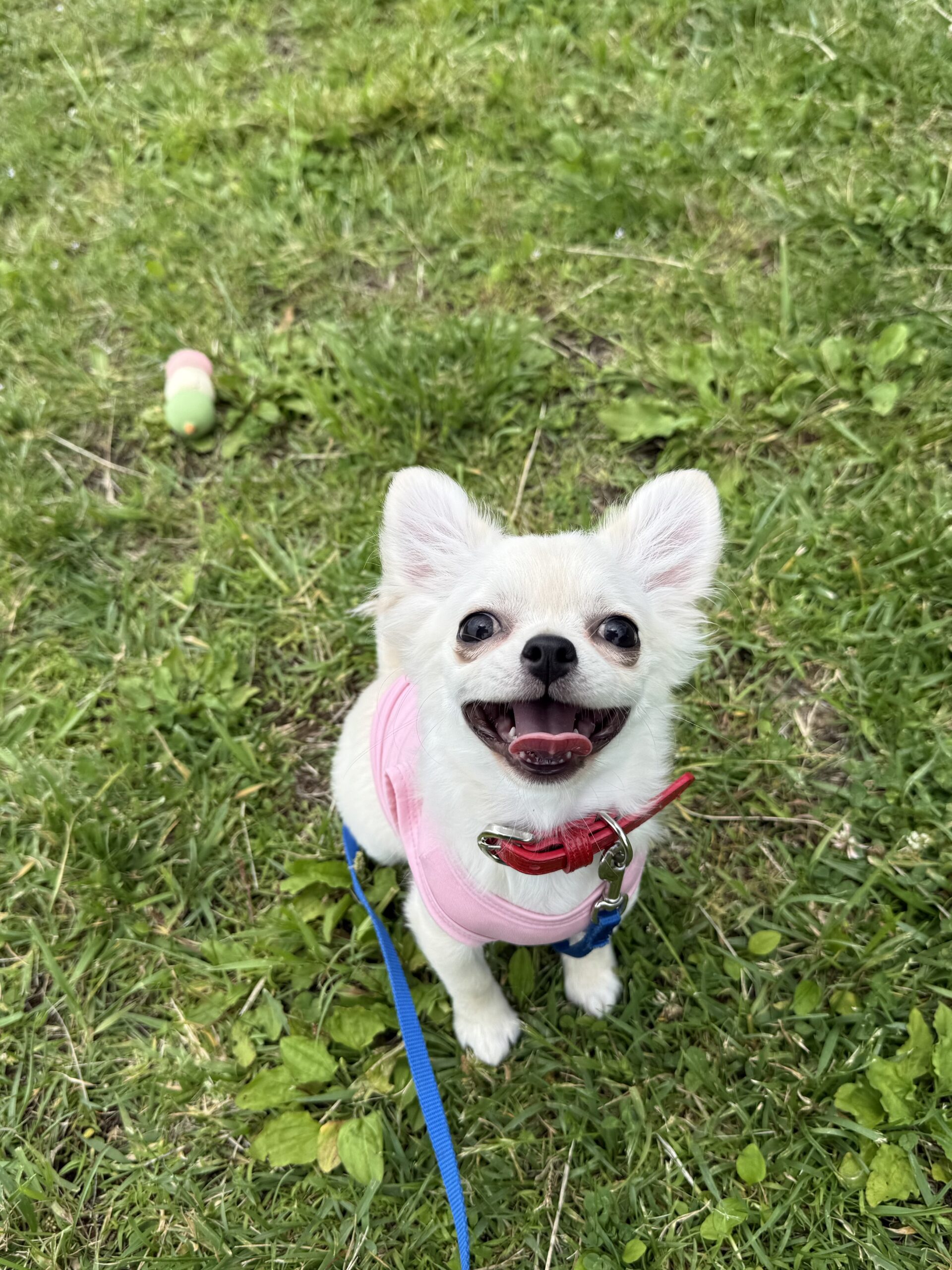 チワワのののちゃん