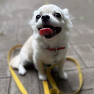 練習を頑張ったチワワののちゃん♪