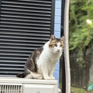 近所の🐈ちゃん✨