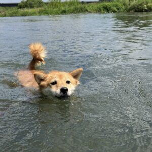 夏は川遊び！柴犬ユズくん