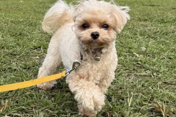 マルプーのちゃちゃまるくん