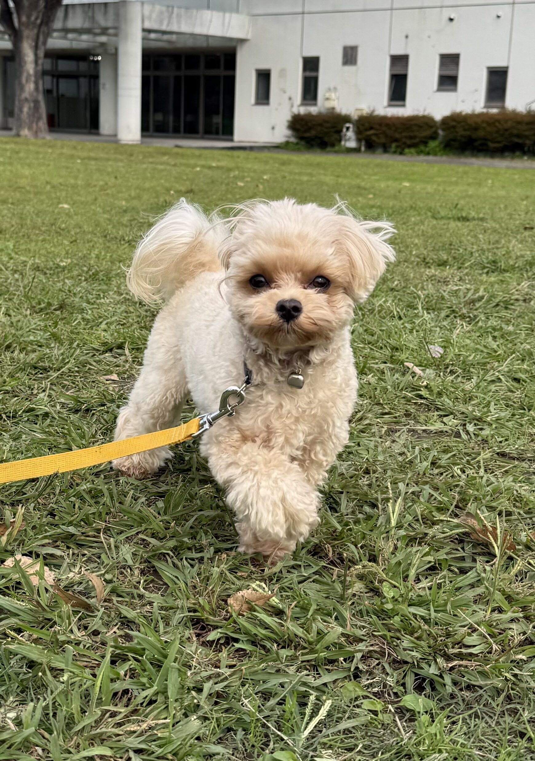 マルプーのちゃちゃまるくん