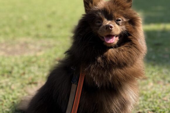 ポメラニアンの佐吉くん