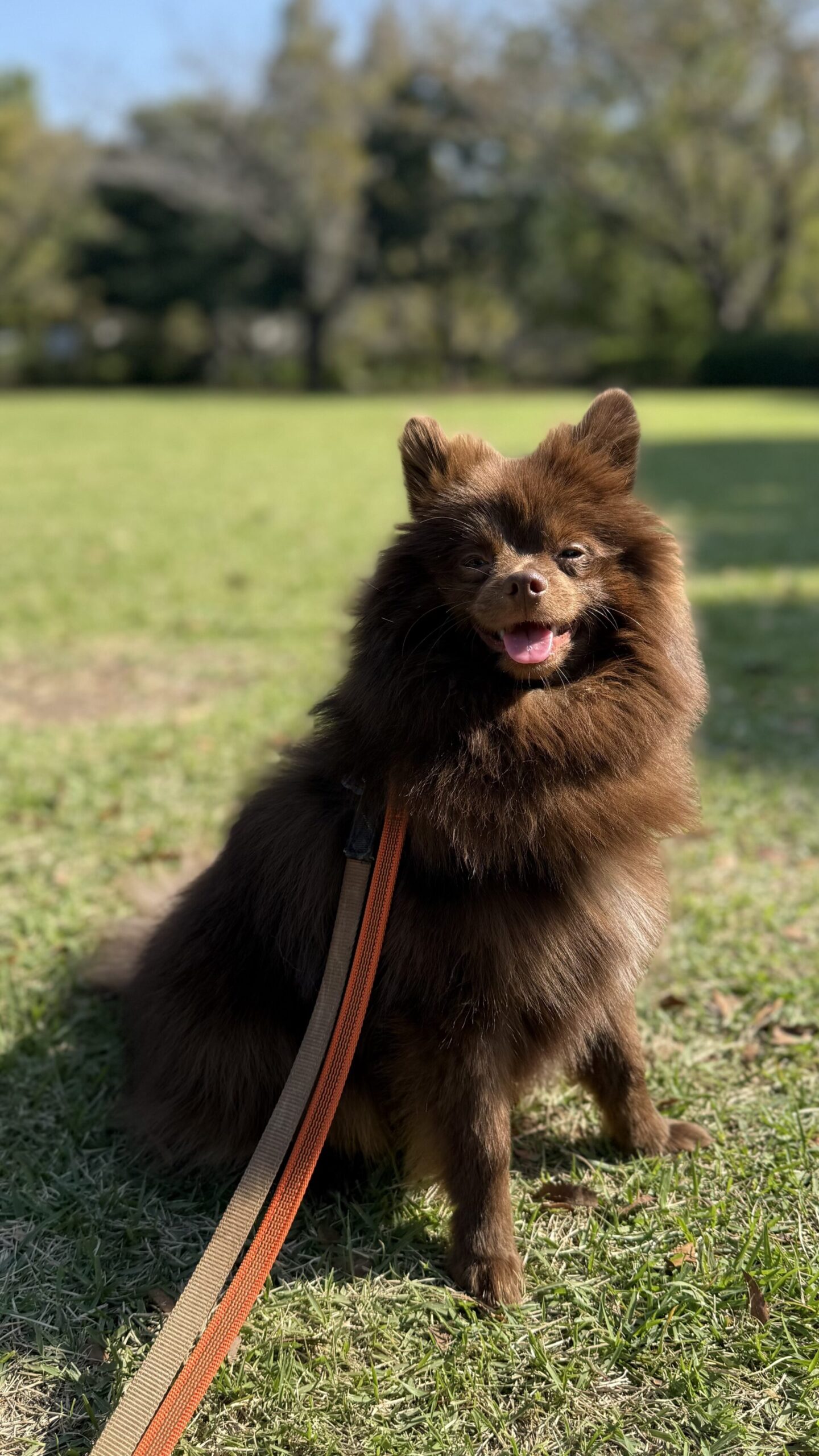 ポメラニアンの佐吉くん