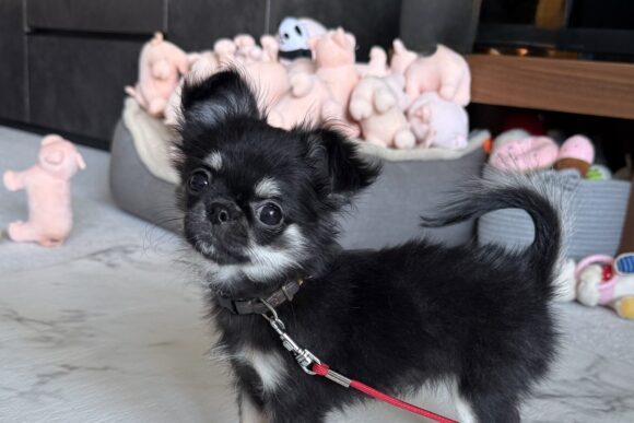 チワワのコロちゃん