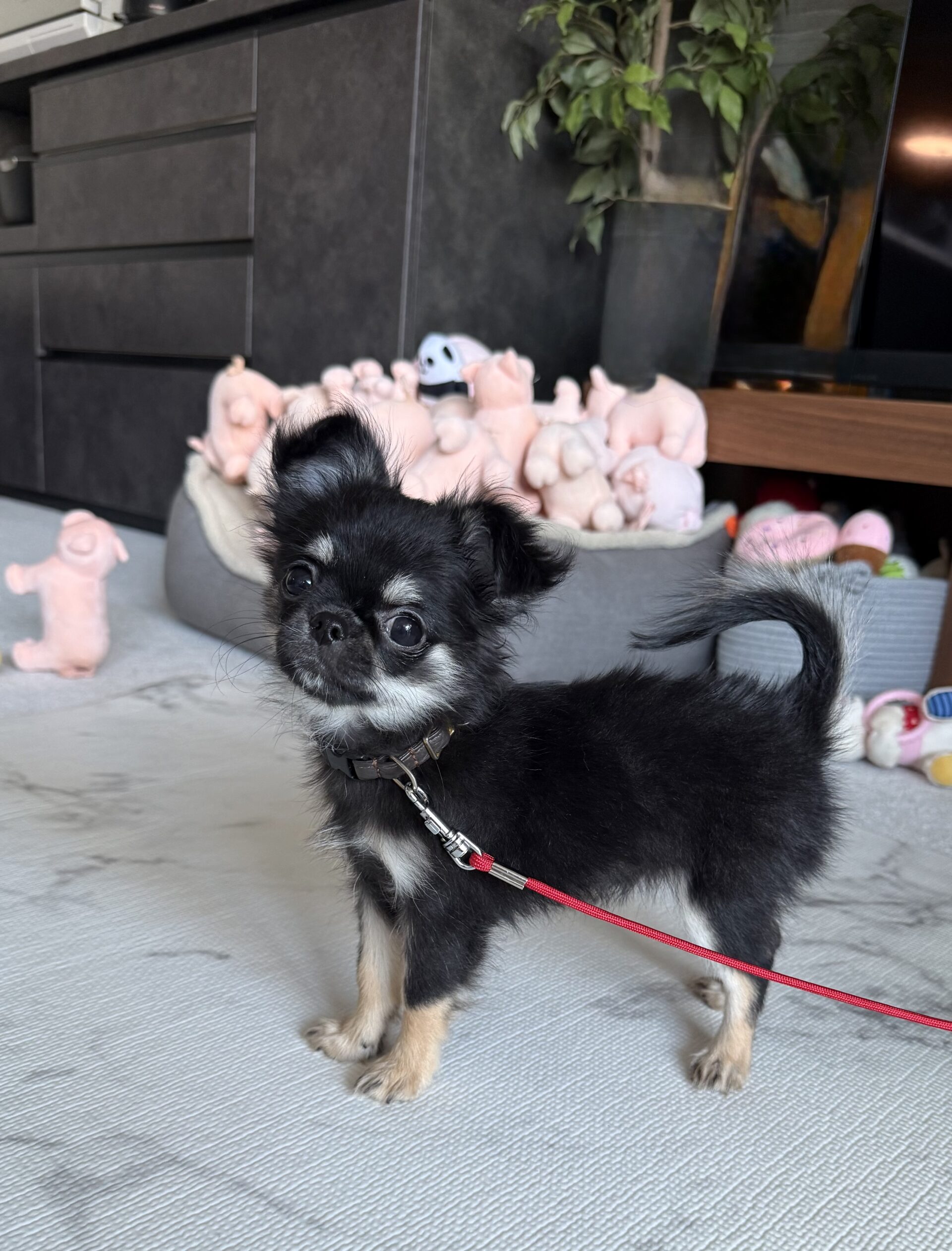 チワワのコロちゃん