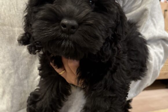 コッカプーのうにちゃん