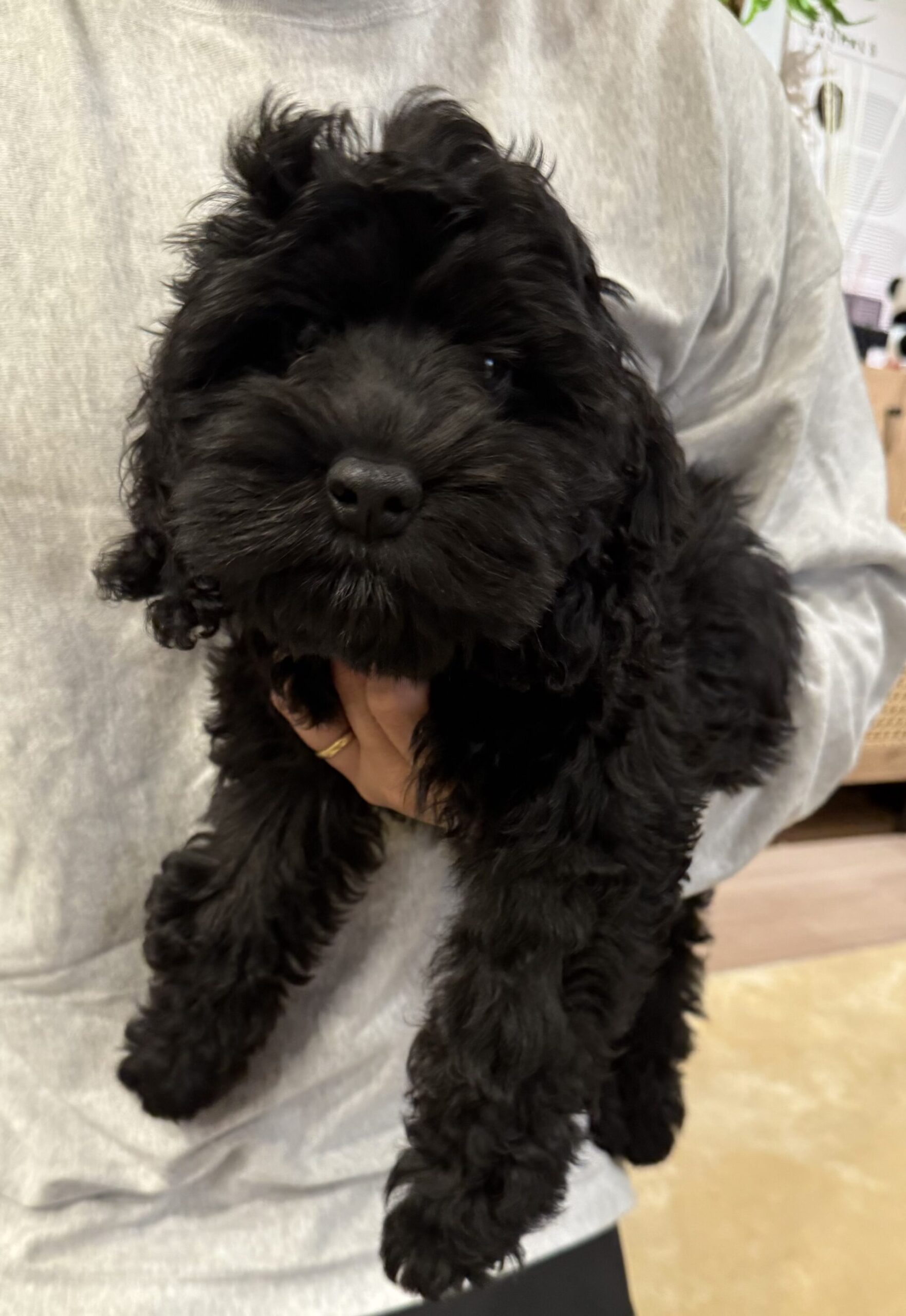 コッカプーのうにちゃん