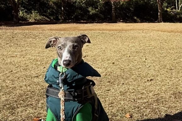 イタリアングレーハウンドのピノくん