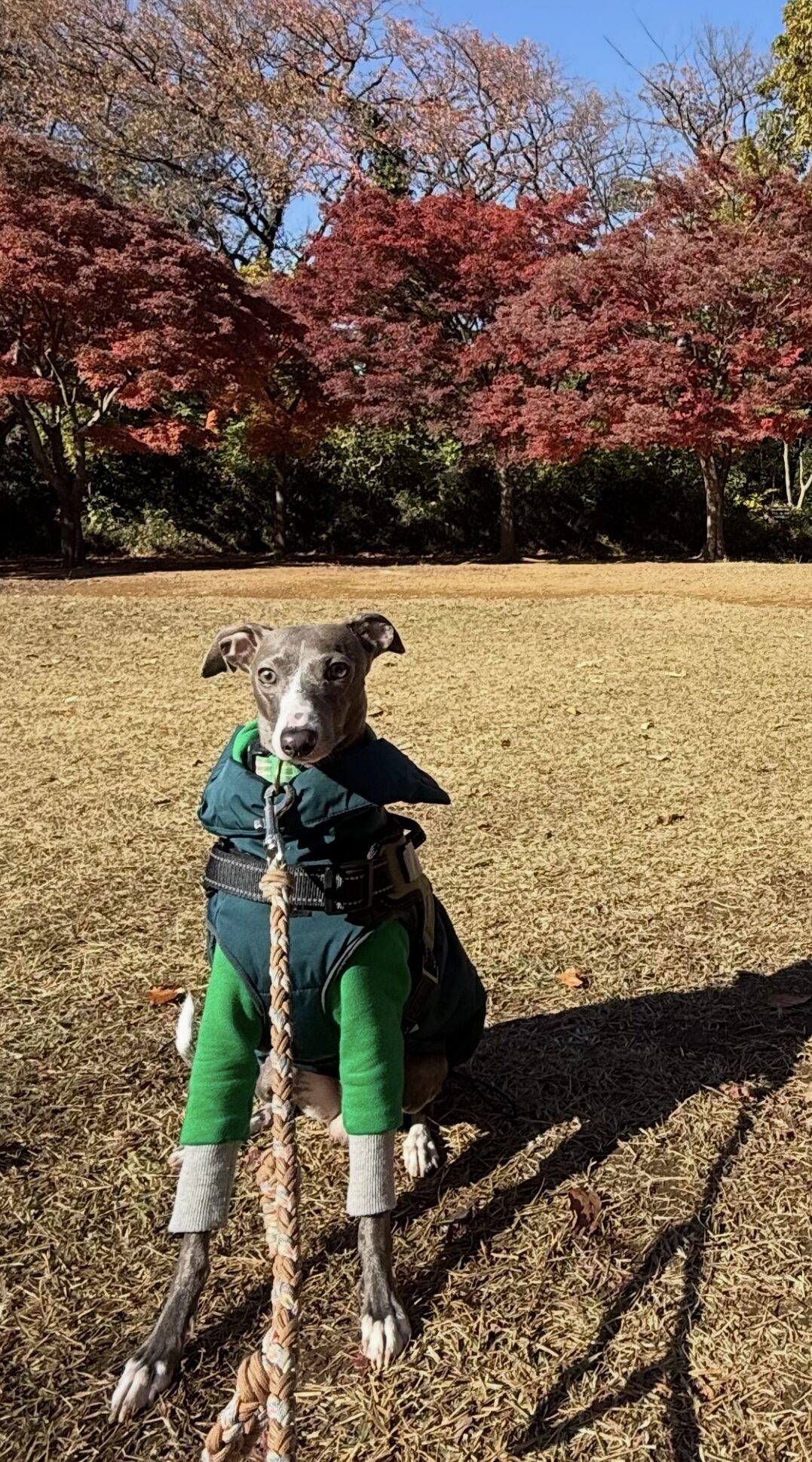 イタリアングレーハウンドのピノくん