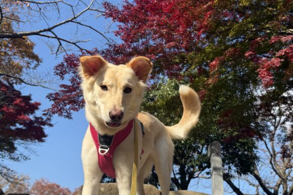 ミックス犬の響ちゃん