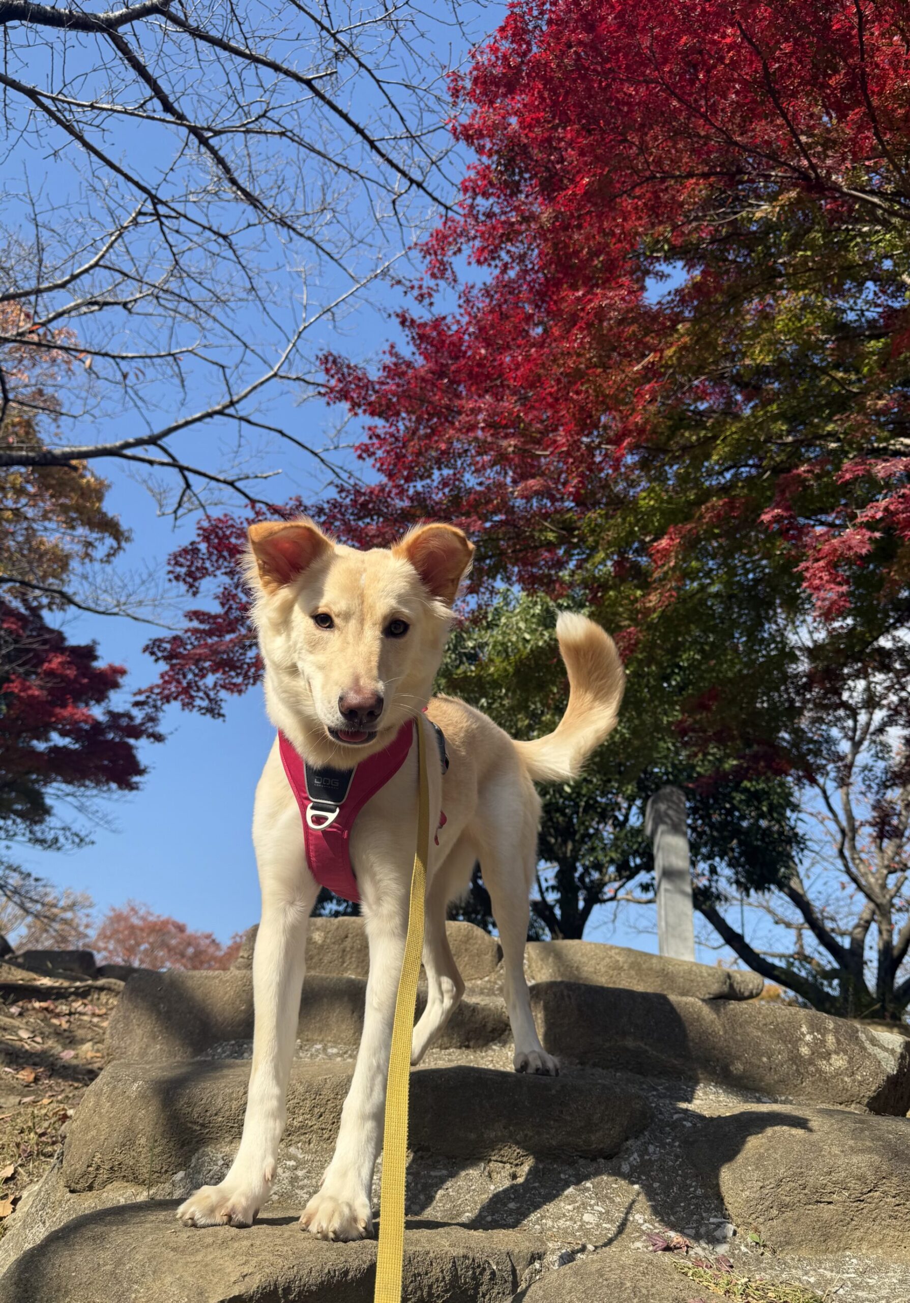 ミックス犬の響ちゃん